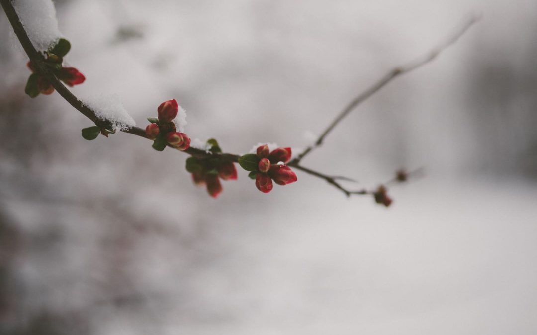 5 Musical Traditions for the Holidays